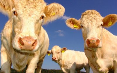 Hotel Marketing – It’s Time to Measure the Value of the “Sacred Cow”