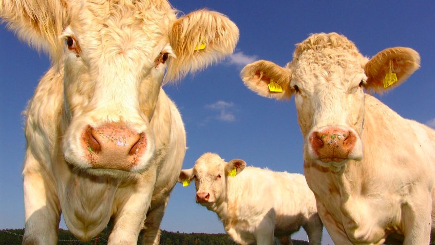 Group Sales Sacred Cow